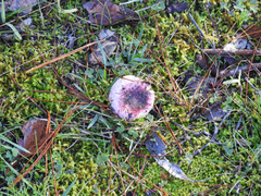 Russula purpureoflava