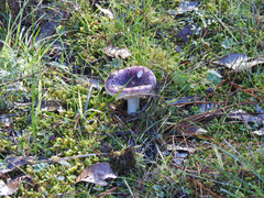 Russula purpureoflava