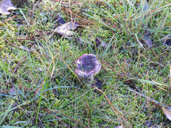 Russula purpureoflava