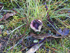 Russula purpureoflava