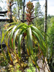 Dracophyllum elegantissimum