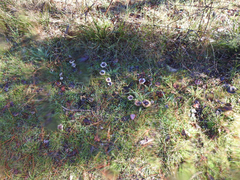 Russula purpureoflava
