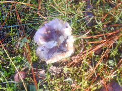 Russula purpureoflava