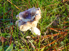 Russula purpureoflava