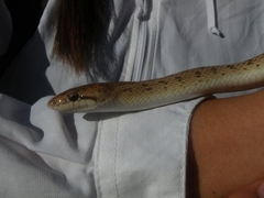 Arizona elegans candida