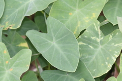 Araceae
