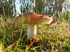 Russula purpureoflava