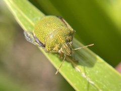 Diolcus irroratus
