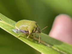 Diolcus irroratus