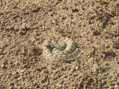 Crotalus cerastes cerastes