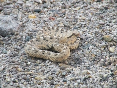 Crotalus cerastes cerastes