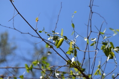 Cocculus diversifolius