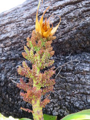 Dracophyllum elegantissimum