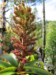 Dracophyllum elegantissimum