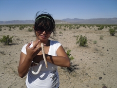 Arizona elegans candida