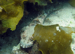 Thysanophrys cirronasus