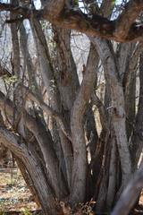 Ebenopsis caesalpinioides