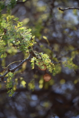 Ebenopsis caesalpinioides