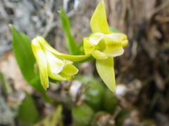 Polystachya ottoniana