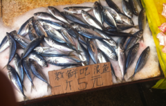 Trachurus japonicus