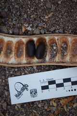 Ebenopsis caesalpinioides