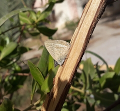 Conocarpus lancifolius