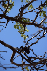 Ebenopsis caesalpinioides