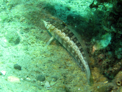 Parapercis australis