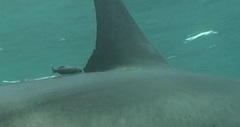 Remora remora