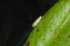 Bucephalogonia xanthophis