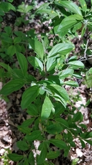 Rhamnus cathartica