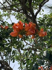 Spathodea campanulata