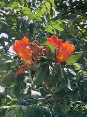 Spathodea campanulata