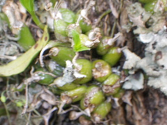 Polystachya ottoniana