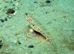 Istigobius hoesei