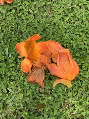 Spathodea campanulata