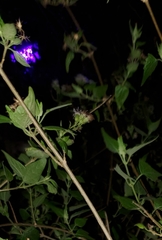 Tamaulipa azurea