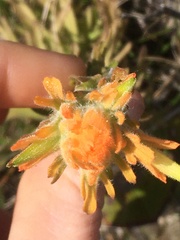 Castilleja litoralis