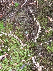 Bryopsida