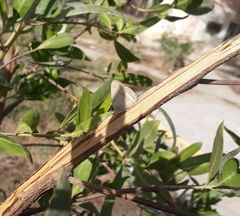 Conocarpus lancifolius