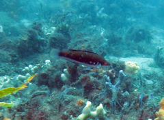 Cirrhilabrus punctatus