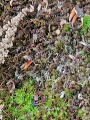 Bryopsida