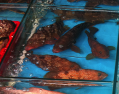Epinephelus akaara