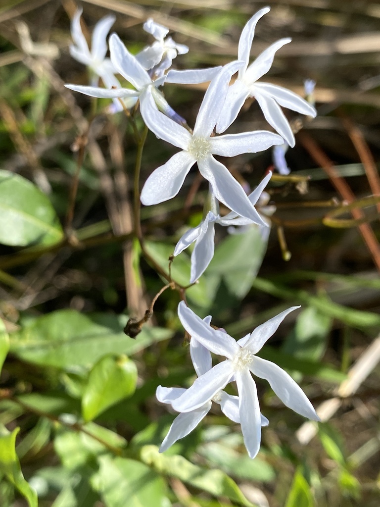 Stiff bluestar (Amsonia rigida)