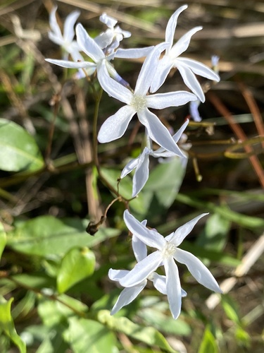 Stiff bluestar (Amsonia rigida)