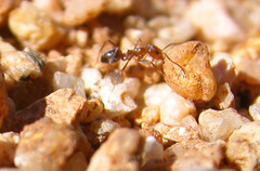 Dorymyrmex bicolor