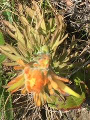 Castilleja litoralis