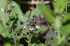 Triepeolus subnitens