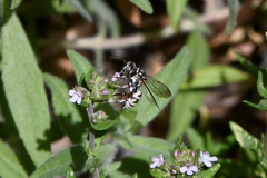 Triepeolus subnitens