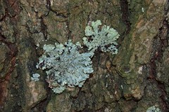 Parmelioideae